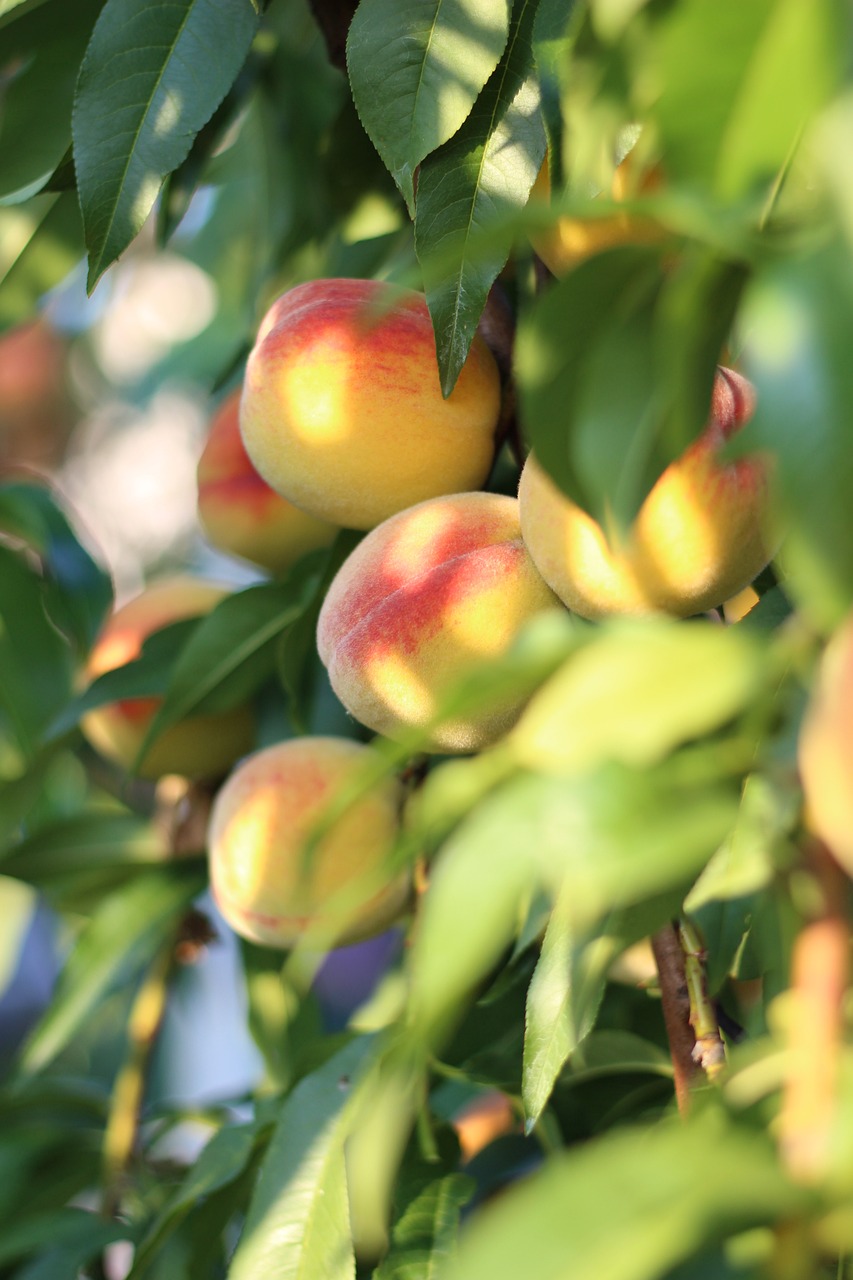 Peaches on a tree.